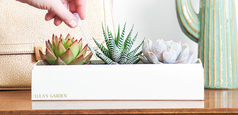 How to Tell If Your Succulents Are Happy - Succulents Box