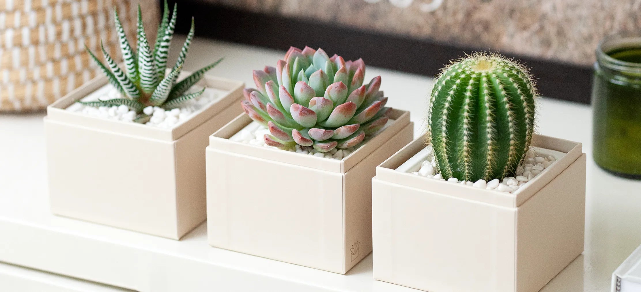 A person gently watering winter succulents, ensuring their care in cold weather conditions.