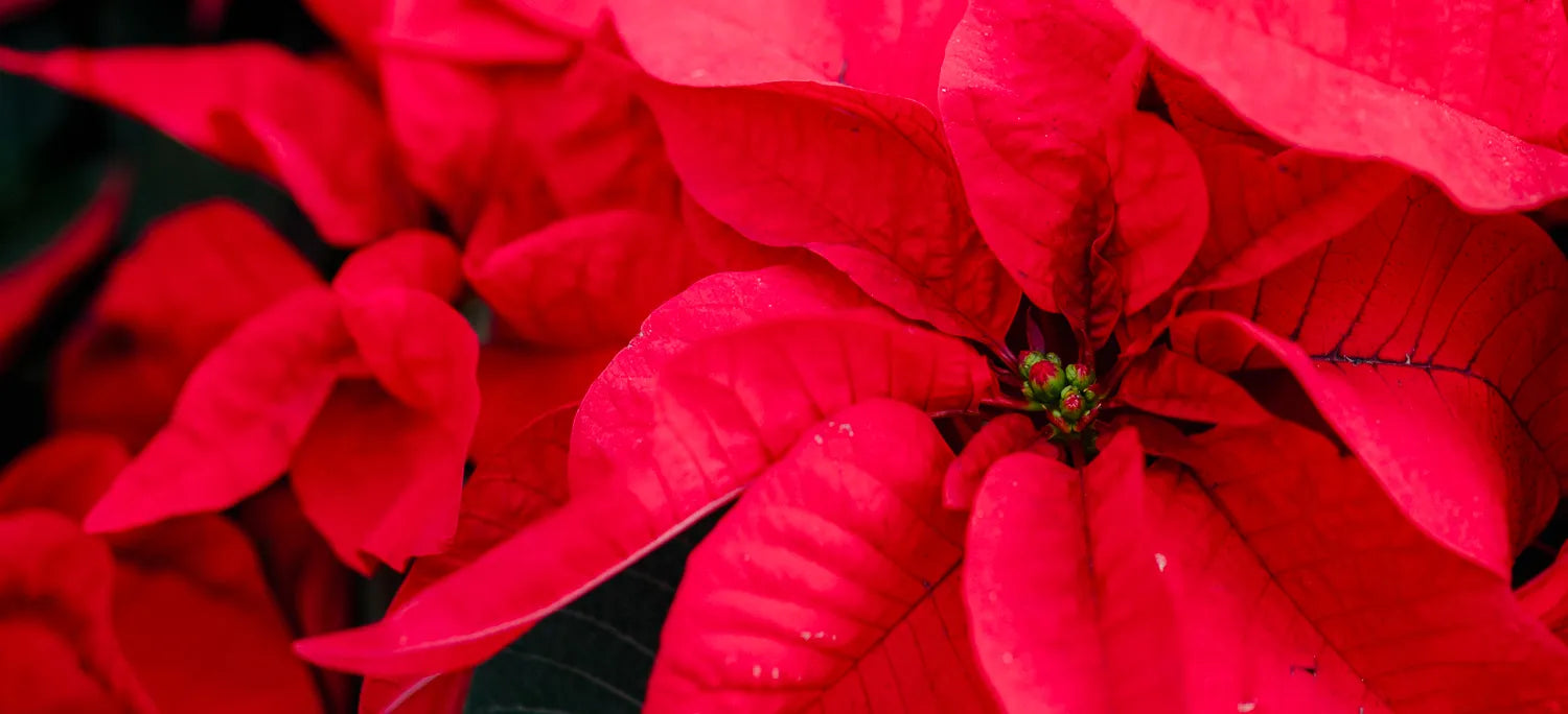 A vibrant red poinsettia plant symbolizing Christmas joy and celebration, adorned with festive decorations.