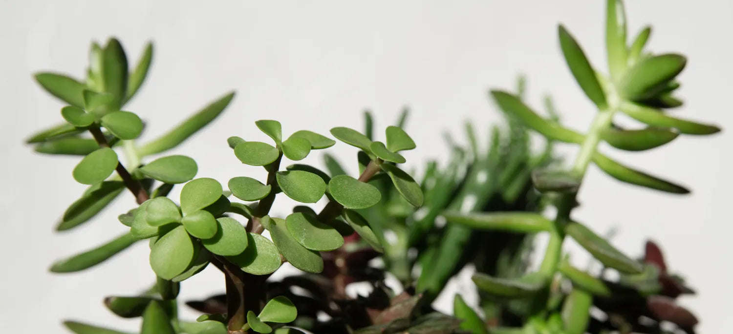 A vibrant indoor plant arrangement brightening a dimly lit office space with no natural light.