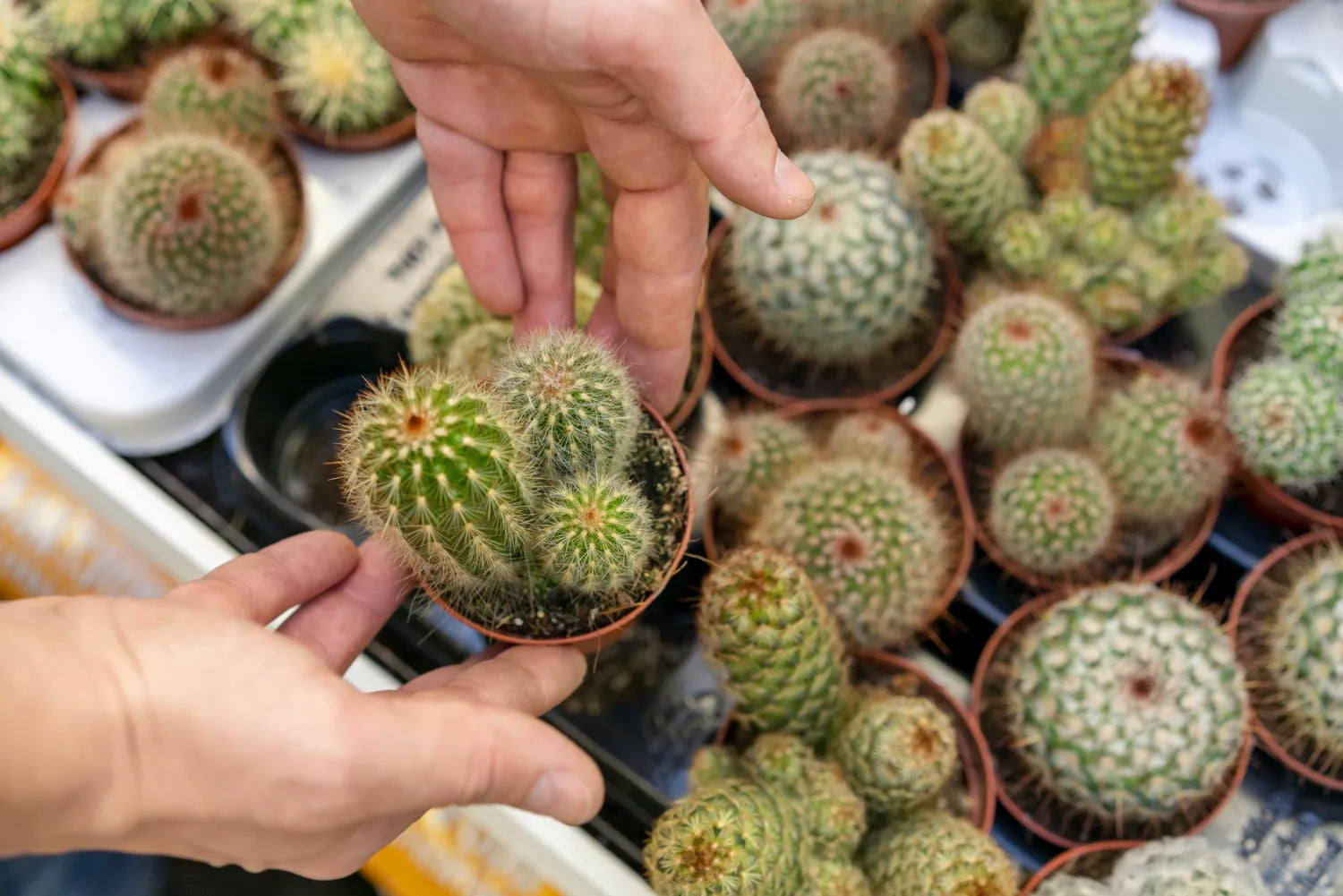 A healthy indoor cactus thriving in winter, showcasing proper care techniques for indoor enthusiasts.