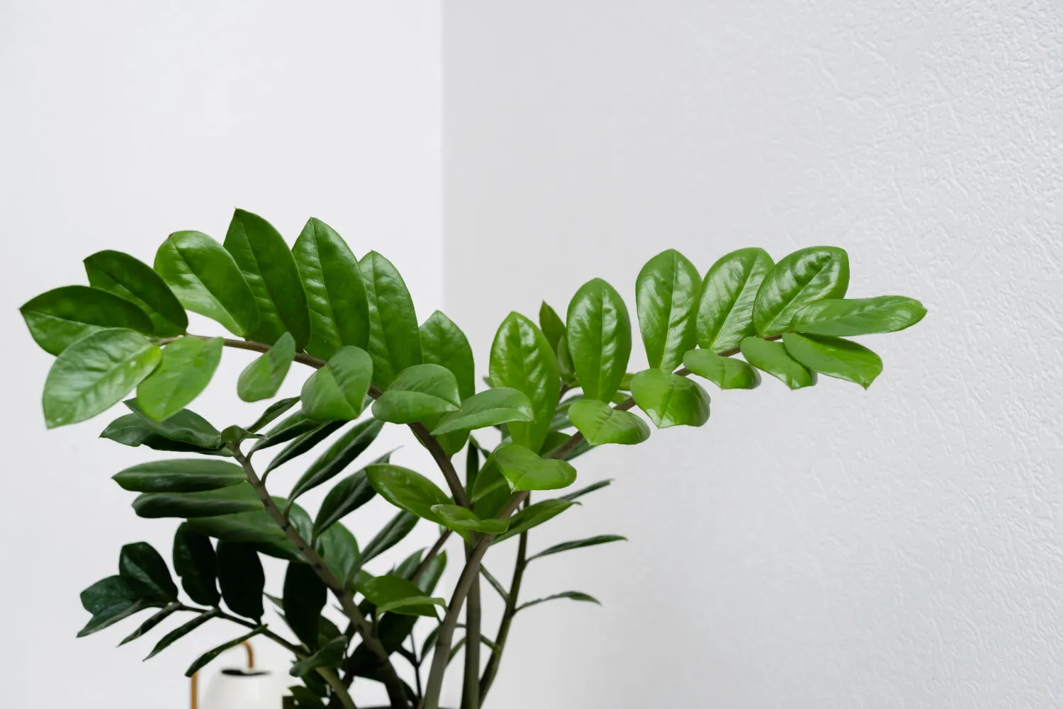 A healthy ZZ plant thriving in bright indirect light, showcasing its lush green leaves and care tips.