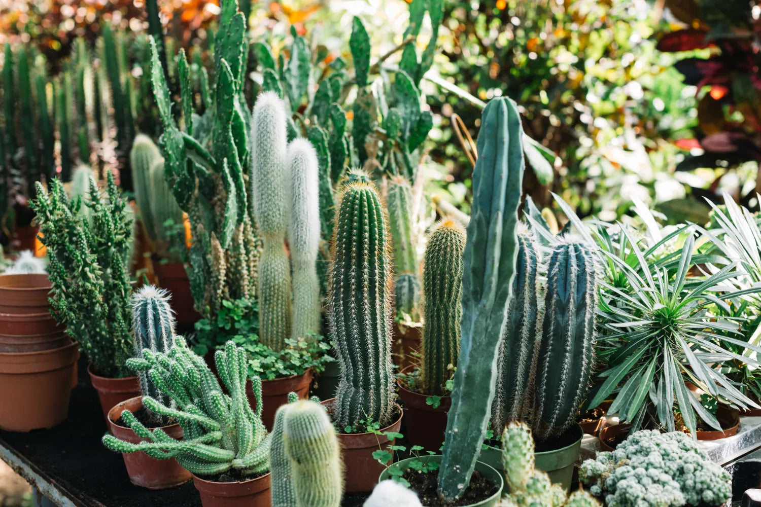 A vibrant cactus showcasing unique traits, highlighting its resilience and adaptability in arid environments.