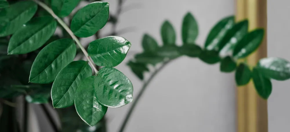 A ZZ plant in a serene home office, showcasing its calming benefits and lush green foliage.