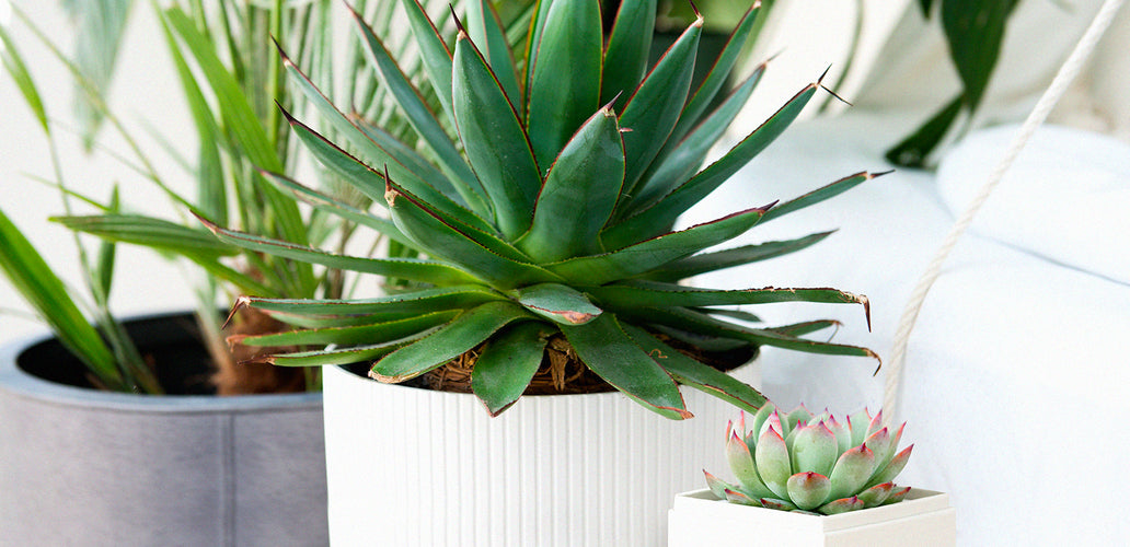 How To Plant, Grow, And Care For Agave | Lula's Garden