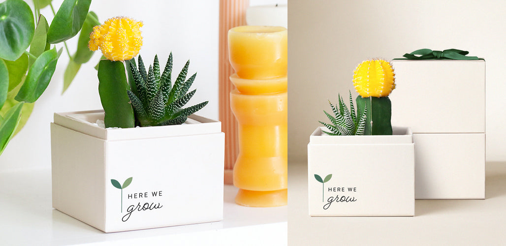 DIY Succulent Projects for Serene Study Spaces