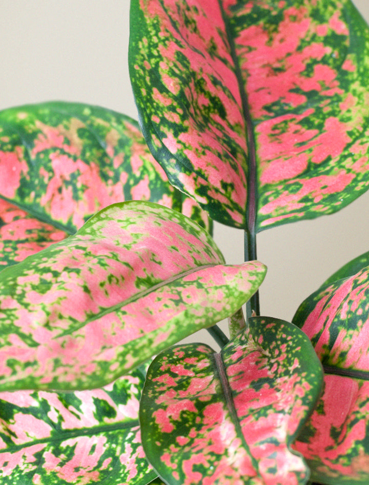 Aglaonema Pink Plant