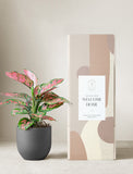 Aglaonema Pink Plant