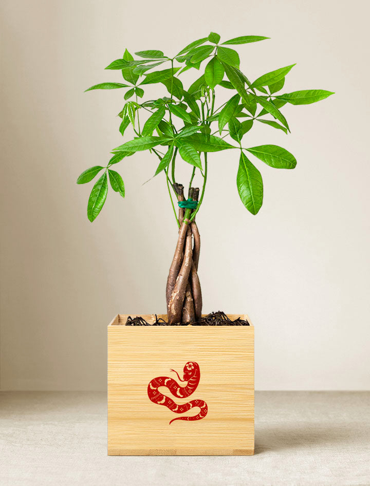 Lunar New Year Money Tree