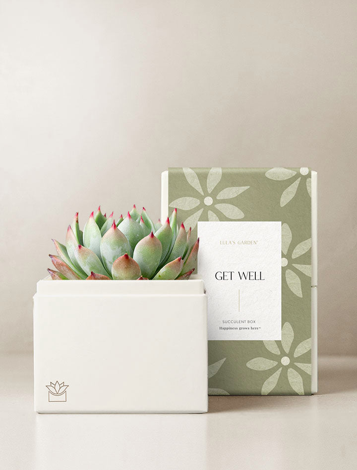 Get Well Bliss Garden Gift Set
