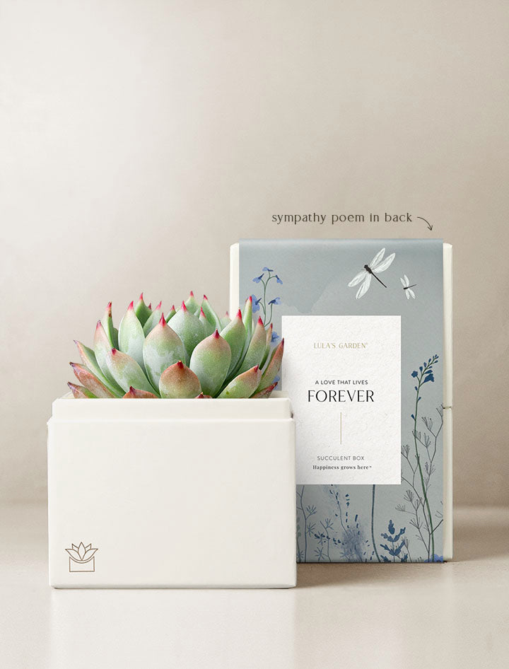 How to Tell If Your Succulents Are Happy - Succulents Box