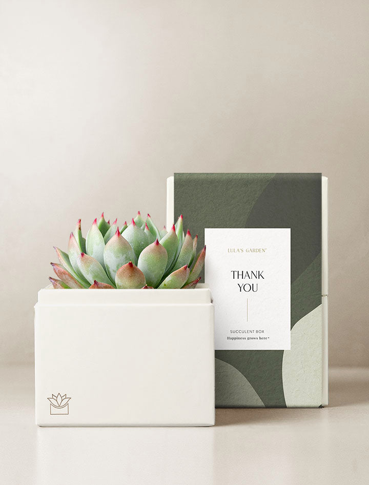 Happy Birthday Card  Cute Succulent Card - Succulents Box