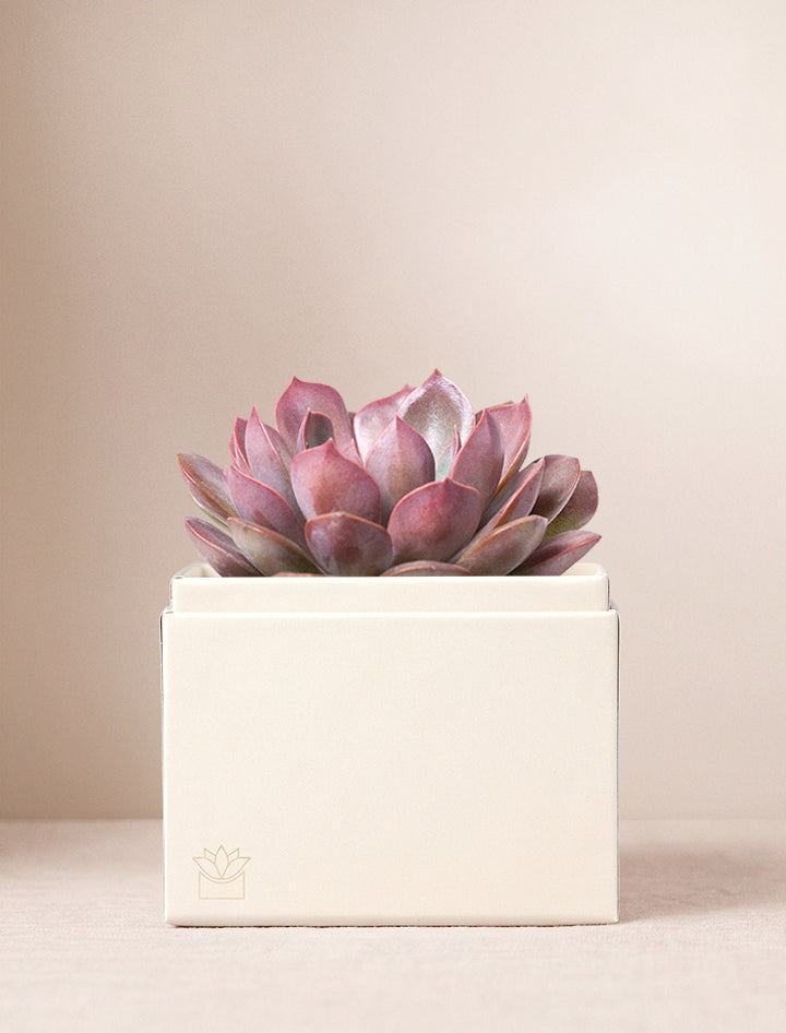 Valentine's Day Succulents, Gifts For Her