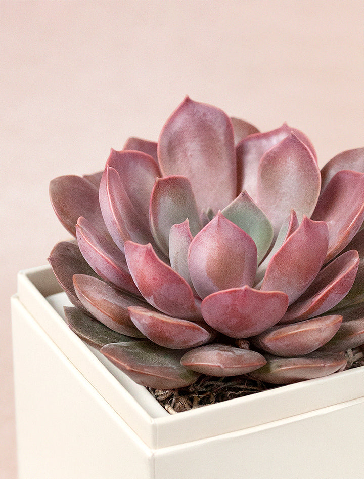 Valentine's Day Succulents, Gifts For Her