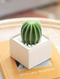 Congrats Cacti Garden