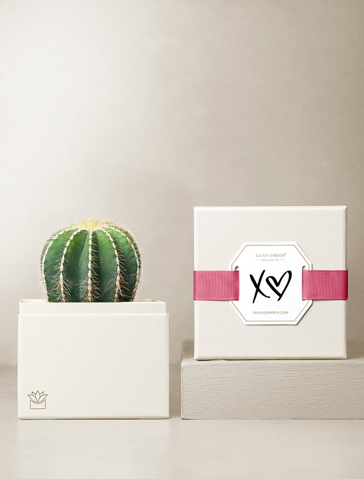 Cactus Planters Jewelry Display Cards
