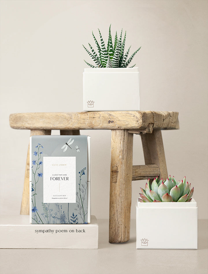 Succulent Gift Delivery | Duet Succulent Garden | Unique Gifts By Lula ...