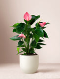 Valentine's Day Pink Anthurium Plant