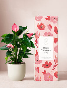 Valentine's Day Pink Anthurium Plant