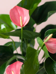 Valentine's Day Pink Anthurium Plant