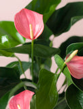 Valentine's Day Pink Anthurium Plant