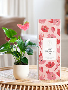 Valentine's Day Pink Anthurium Plant