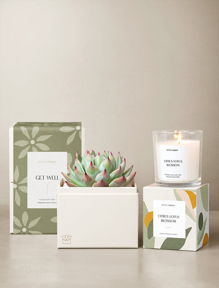 New Home Gift, Succulent Candle Gift Box, Candle Gift Set