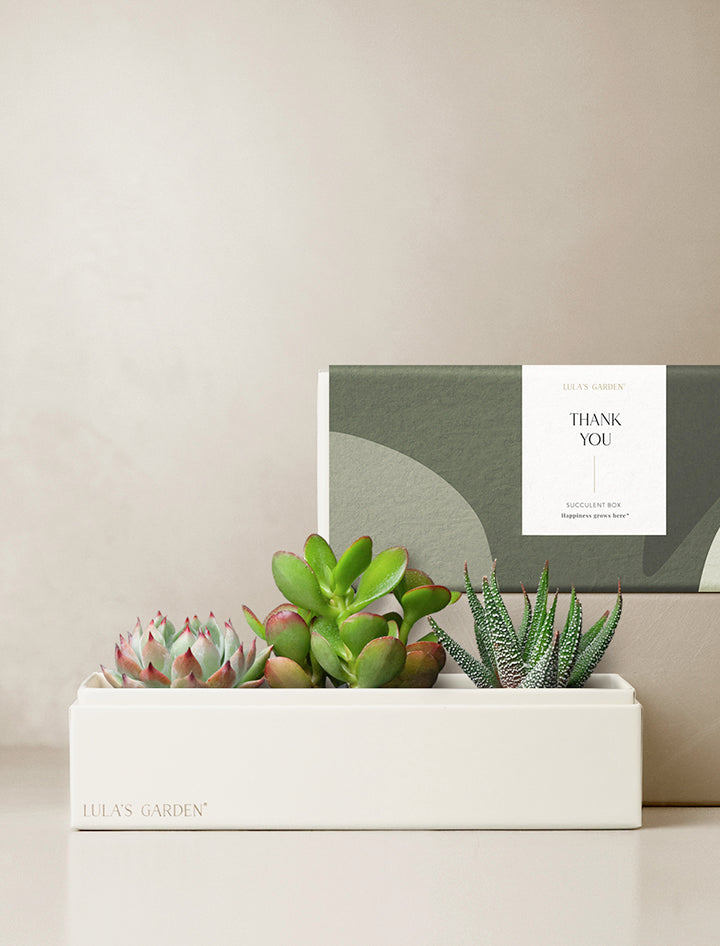 Thank You Succulent Gift Box