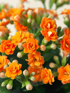 Back to School Orange Kalanchoe Garden