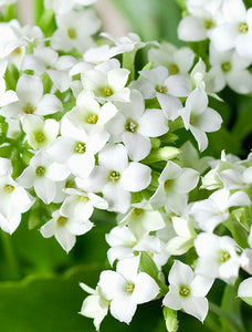 St Patrick's Day White Kalanchoe Garden