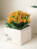 Back to School Orange Kalanchoe Garden