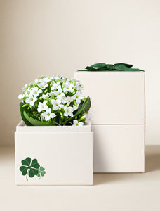 St Patrick's Day White Kalanchoe Garden