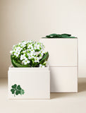 St Patrick's Day White Kalanchoe Garden