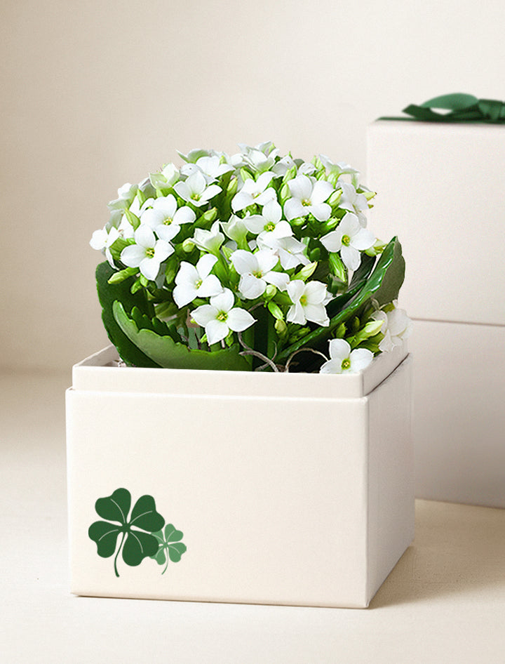 St Patrick's Day White Kalanchoe Garden