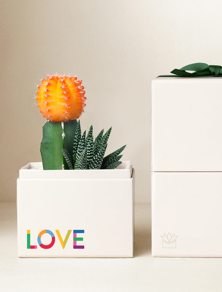 Pride Month Gifts | Succulent Gardens | Lula's Garden®