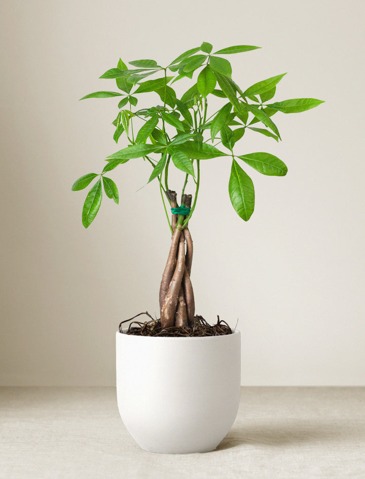 Lula's Garden Money Tree Plant