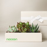 OnGift // 52722 Nexxen // Jewel Garden // IL + CC