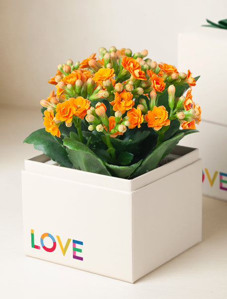 Pride Orange Kalanchoe Garden | Succulent Gardens | Lula's Garden®