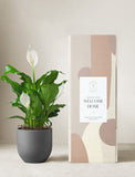 Peace Lily Plant