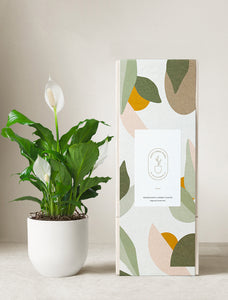 Peace Lily Plant