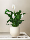 Christmas Peace Lily Plant