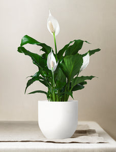 Holiday Peace Lily Plant