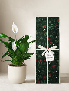 Christmas Peace Lily Plant