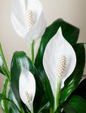 Christmas Peace Lily Plant