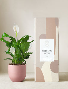 Peace Lily Plant