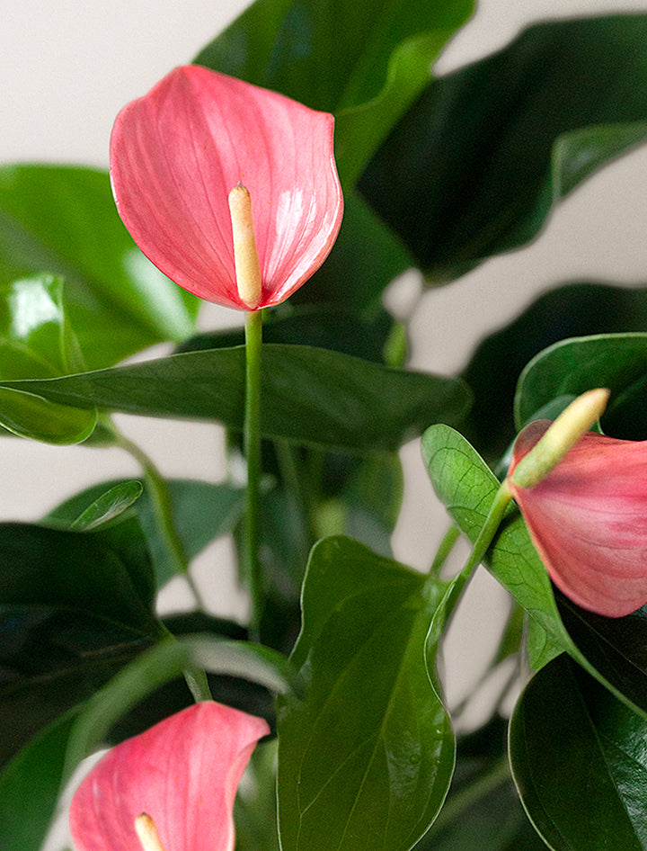 Pink Anthurium Plant