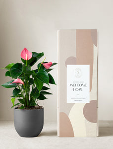 Pink Anthurium Plant