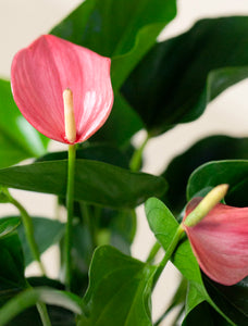 Women's Day Pink Anthurium Plant