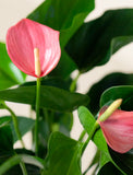 Women's Day Pink Anthurium Plant