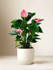 Women's Day Pink Anthurium Plant